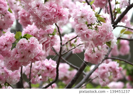 The cherry blossoms at the Osaka Mint are in full bloom. 139451237