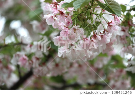 The cherry blossoms at the Osaka Mint are in full bloom. The cherry blossoms at the Osaka Mint are in full bloom. 139451246