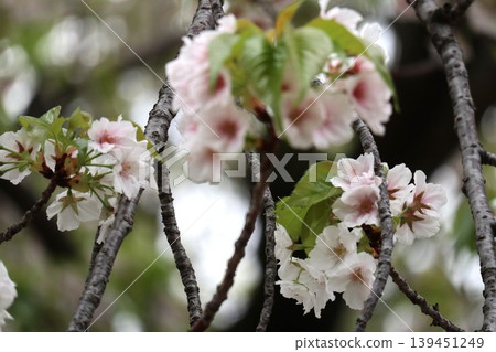 The cherry blossoms at the Osaka Mint are in full bloom. 139451249