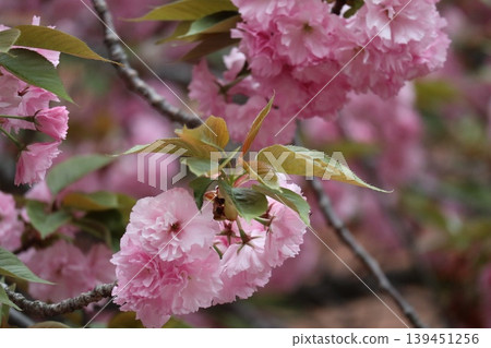 The cherry blossoms at the Osaka Mint are in full bloom. The cherry blossoms at the Osaka Mint are in full bloom. 139451256