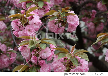 The cherry blossoms at the Osaka Mint are in full bloom. The cherry blossoms at the Osaka Mint are in full bloom. 139451259