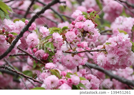 The cherry blossoms at the Osaka Mint are in full bloom. The cherry blossoms at the Osaka Mint are in full bloom. 139451261