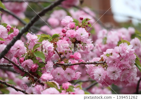 The cherry blossoms at the Osaka Mint are in full bloom. The cherry blossoms at the Osaka Mint are in full bloom. 139451262