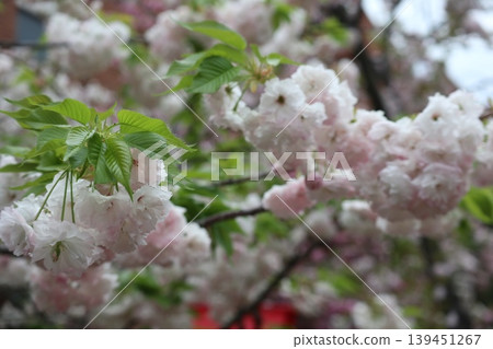 The cherry blossoms at the Osaka Mint are in full bloom. The cherry blossoms at the Osaka Mint are in full bloom. 139451267