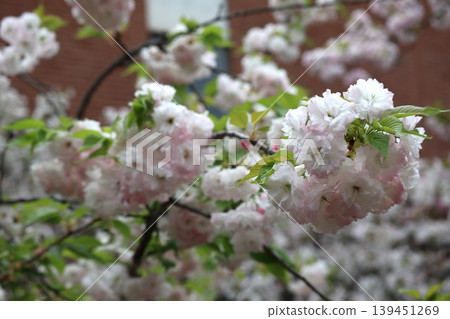 The cherry blossoms at the Osaka Mint are in full bloom. The cherry blossoms at the Osaka Mint are in full bloom. 139451269