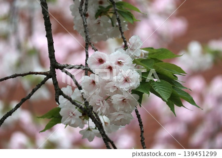 The cherry blossoms at the Osaka Mint are in full bloom. The cherry blossoms at the Osaka Mint are in full bloom. 139451299