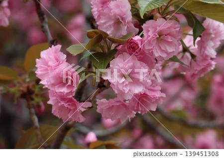 The cherry blossoms at the Osaka Mint are in full bloom. 139451308
