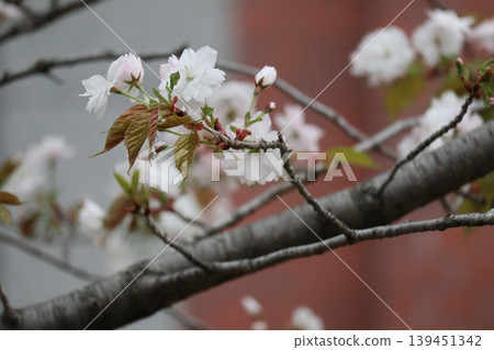 The cherry blossoms at the Osaka Mint are in full bloom. The cherry blossoms at the Osaka Mint are in full bloom. 139451342
