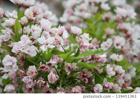 The cherry blossoms at the Osaka Mint are in full bloom. The cherry blossoms at the Osaka Mint are in full bloom. 139451361
