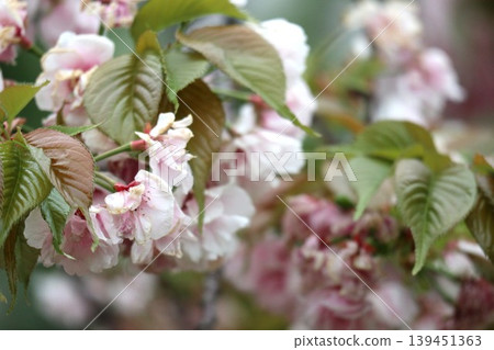 The cherry blossoms at the Osaka Mint are in full bloom. The cherry blossoms at the Osaka Mint are in full bloom. 139451363