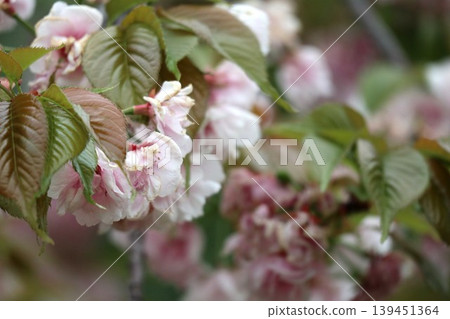 The cherry blossoms at the Osaka Mint are in full bloom. The cherry blossoms at the Osaka Mint are in full bloom. 139451364