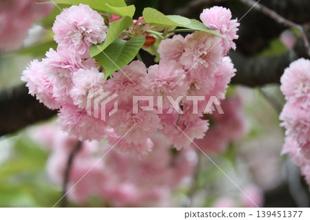 The cherry blossoms at the Osaka Mint are in full bloom. The cherry blossoms at the Osaka Mint are in full bloom. 139451377