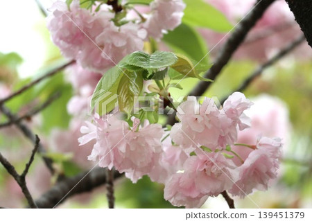 The cherry blossoms at the Osaka Mint are in full bloom. The cherry blossoms at the Osaka Mint are in full bloom. 139451379