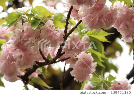The cherry blossoms at the Osaka Mint are in full bloom. The cherry blossoms at the Osaka Mint are in full bloom. 139451380