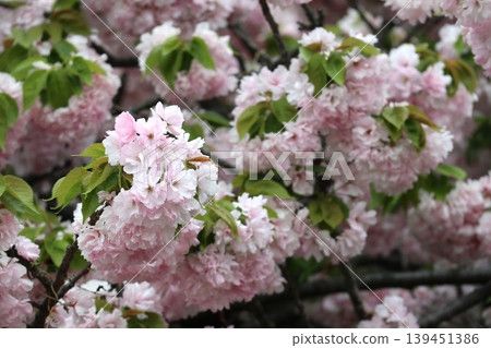 The cherry blossoms at the Osaka Mint are in full bloom. The cherry blossoms at the Osaka Mint are in full bloom. 139451386
