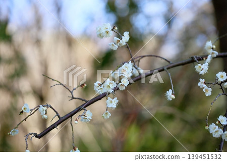 可愛的梅花,白色的梅花,垂枝梅花。 可愛的梅花,白色的梅花,垂枝梅花。 139451532