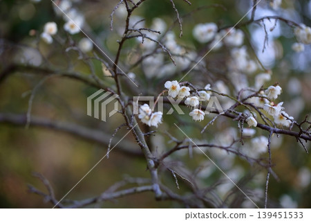 可愛的梅花，白色的梅花，垂枝梅花。 139451533