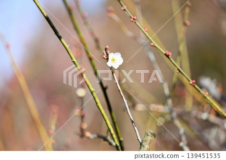 可愛的梅花,白色的梅花 可愛的梅花,白色的梅花 139451535