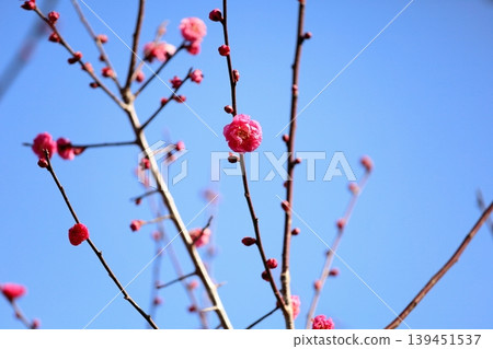 可愛的梅花,紅梅花 可愛的梅花,紅梅花 139451537