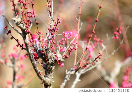 Cute pink plum blossoms Cute pink plum blossoms 139451538