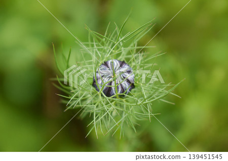 Bud of Nigella Bud of Nigella 139451545