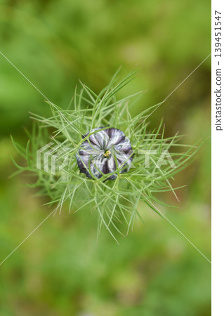 Bud of Nigella Bud of Nigella 139451547