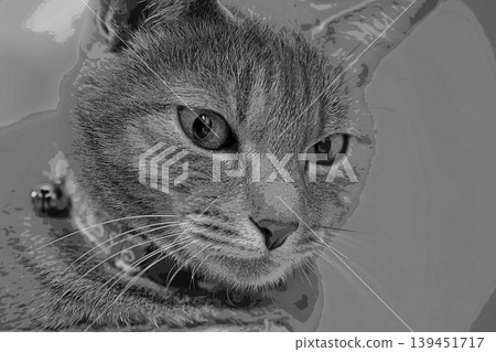 sketch style cat cat cat kijitora gray female female female cat female cat healthy pretty healing sketch style cat cat cat kijitora gray female female female cat female cat healthy pretty healing 139451717