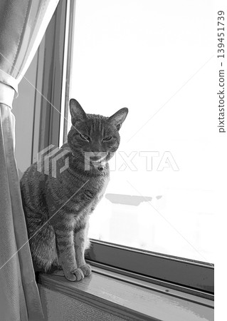 sketch style cat cat cat kijitora gray female female female cat female cat healthy pretty healing sketch style cat cat cat kijitora gray female female female cat female cat healthy pretty healing 139451739