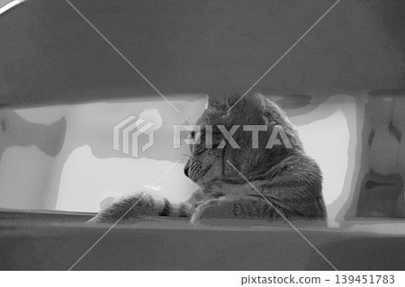 sketch style cat cat cat kijitora gray female female female cat female cat healthy pretty healing sketch style cat cat cat kijitora gray female female female cat female cat healthy pretty healing 139451783