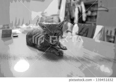 素描 風格 貓 貓 貓 kijitora 灰色 女 女 母貓 母貓 健康 漂亮 癒合 素描 風格 貓 貓 貓 kijitora 灰色 女 女 母貓 母貓 健康 漂亮 癒合 139451832