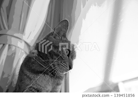 sketch style cat cat cat kijitora gray female female female cat female cat healthy pretty healing sketch style cat cat cat kijitora gray female female female cat female cat healthy pretty healing 139451856