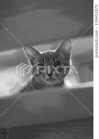 素描 風格 貓 貓 貓 kijitora 灰色 女 女 母貓 母貓 健康 漂亮 癒合 素描 風格 貓 貓 貓 kijitora 灰色 女 女 母貓 母貓 健康 漂亮 癒合 139451872