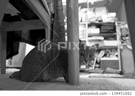 sketch style cat cat cat kijitora gray female female female cat female cat healthy pretty healing sketch style cat cat cat kijitora gray female female female cat female cat healthy pretty healing 139451882