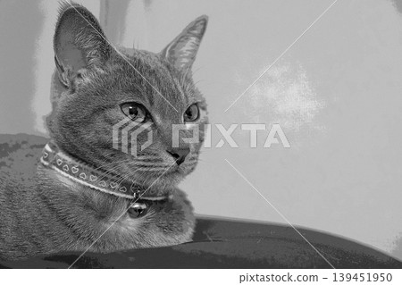 sketch style cat cat cat kijitora gray female female female cat female cat healthy pretty healing 139451950