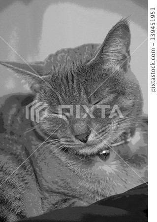 sketch style cat cat cat kijitora gray female female female cat female cat healthy pretty healing sketch style cat cat cat kijitora gray female female female cat female cat healthy pretty healing 139451951