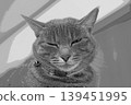 sketch style cat cat cat kijitora gray female female female cat female cat healthy pretty healing 139451995