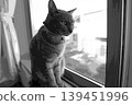 sketch style cat cat cat kijitora gray female female female cat female cat healthy pretty healing 139451996