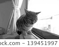 sketch style cat cat cat kijitora gray female female female cat female cat healthy pretty healing 139451997