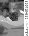 sketch style cat cat cat kijitora gray female female female cat female cat healthy pretty healing 139451998