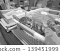 sketch style cat cat cat kijitora gray female female female cat female cat healthy pretty healing 139451999