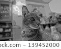 sketch style cat cat cat kijitora gray female female female cat female cat healthy pretty healing 139452000