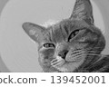 sketch style cat cat cat kijitora gray female female female cat female cat healthy pretty healing 139452001