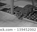 sketch style cat cat cat kijitora gray female female female cat female cat healthy pretty healing 139452002
