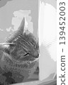 sketch style cat cat cat kijitora gray female female female cat female cat healthy pretty healing 139452003