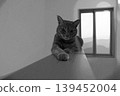 sketch style cat cat cat kijitora gray female female female cat female cat healthy pretty healing 139452004