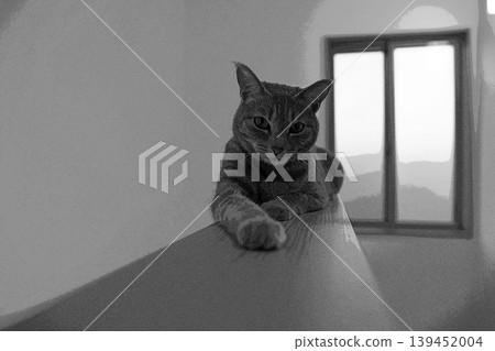 sketch style cat cat cat kijitora gray female female female cat female cat healthy pretty healing sketch style cat cat cat kijitora gray female female female cat female cat healthy pretty healing 139452004