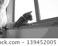 sketch style cat cat cat kijitora gray female female female cat female cat healthy pretty healing 139452005