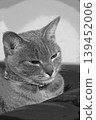 sketch style cat cat cat kijitora gray female female female cat female cat healthy pretty healing 139452006