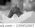 sketch style cat cat cat kijitora gray female female female cat female cat healthy pretty healing 139452007