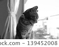 sketch style cat cat cat kijitora gray female female female cat female cat healthy pretty healing 139452008